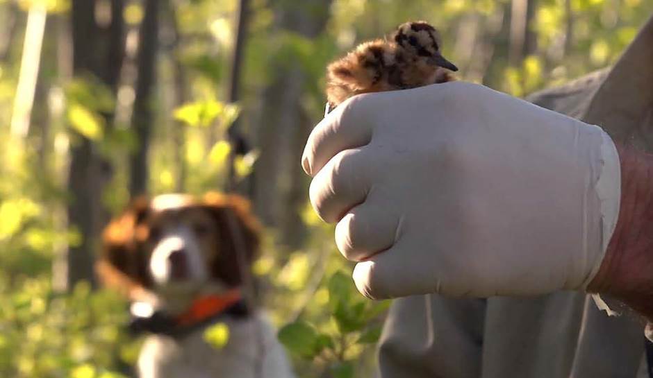 Nouvelle vidéo sur la cohabitation entre chasseurs avec chien et piégeurs 