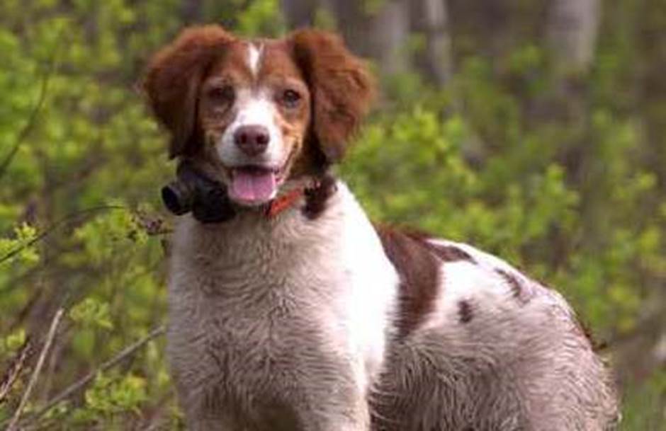 Un comité prêt à améliorer la chasse avec chiens au Québec