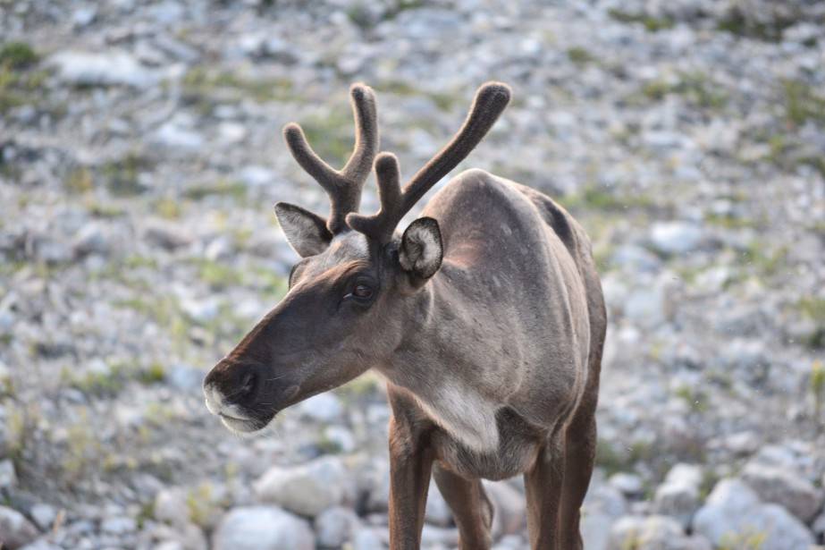 Cinq solutions pour sauver le caribou forestier