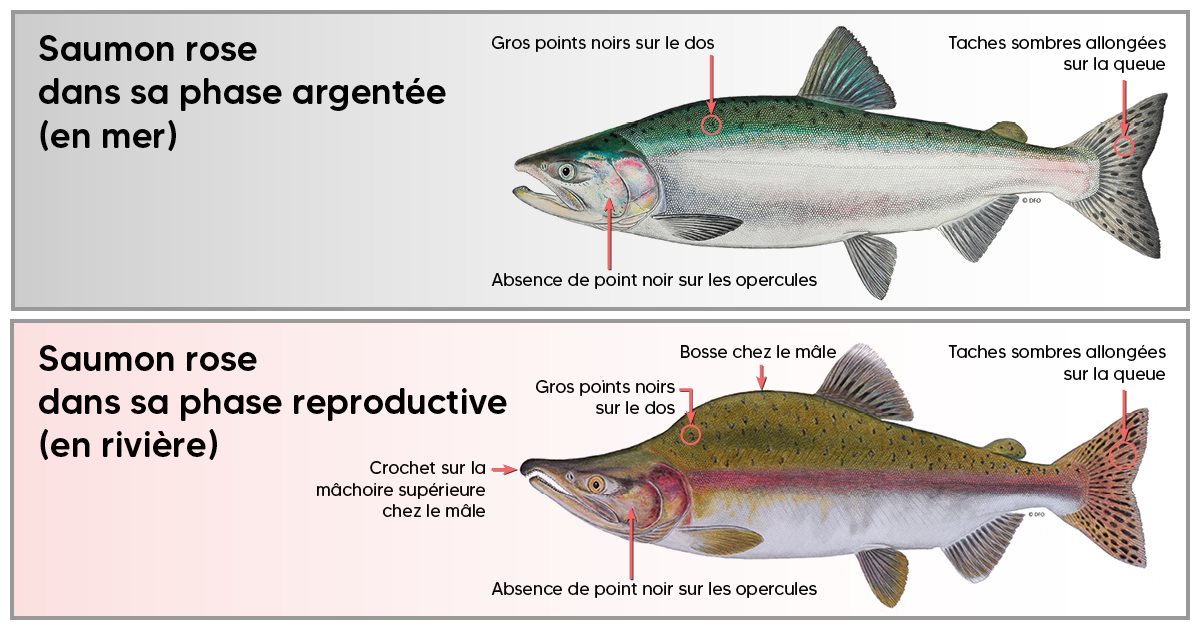 Québec lance un appel à la vigilance concernant le saumon rose