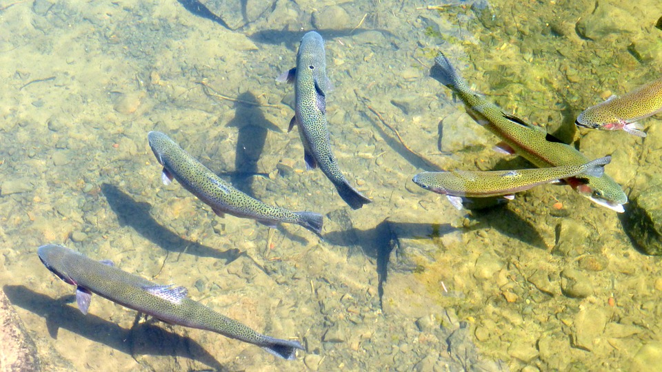 Modifications au règlement de pêche dans un tronçon de la rivière Saint-Jean 