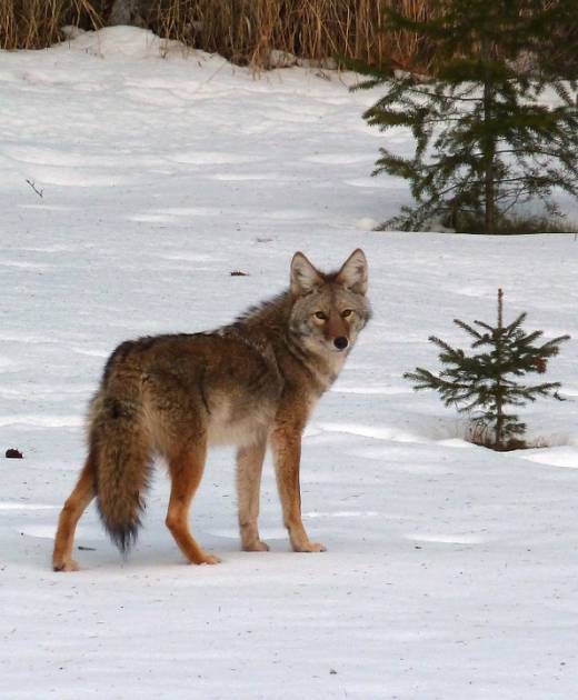 Des meutes de coyotes toujours nuisibles en Outaouais