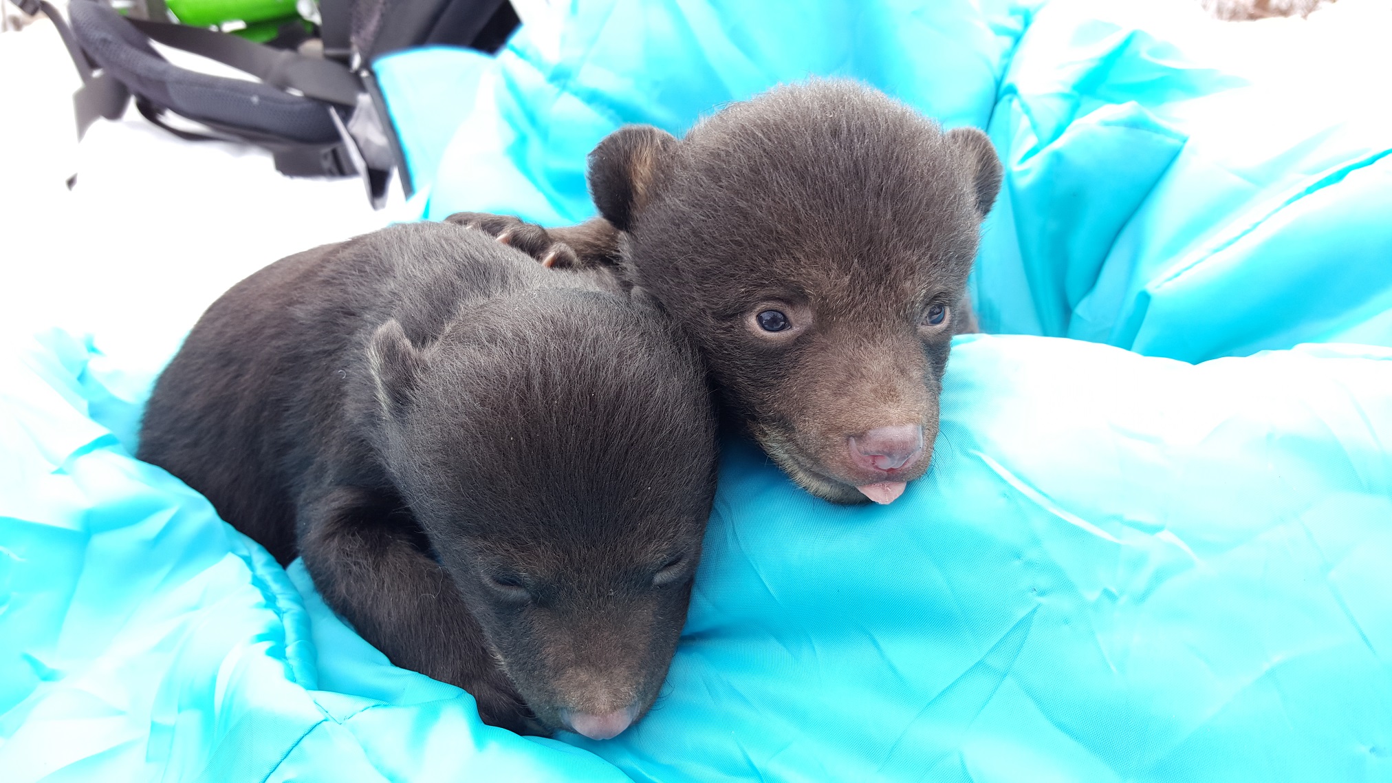 Étude en cours sur la population d'ours noirs au Québec 