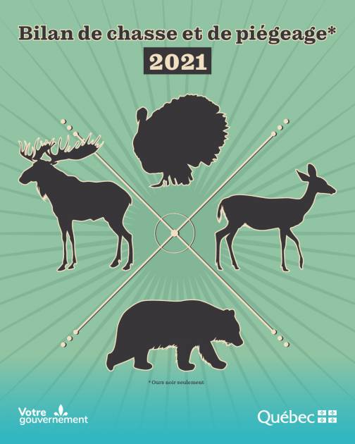 Statistiques 2021: une bonne année pour l'ours noir, le dindon et l'orignal