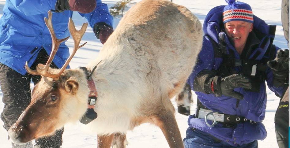 Caribou : un expert inquiet et on passe au Salon National de la Pourvoirie