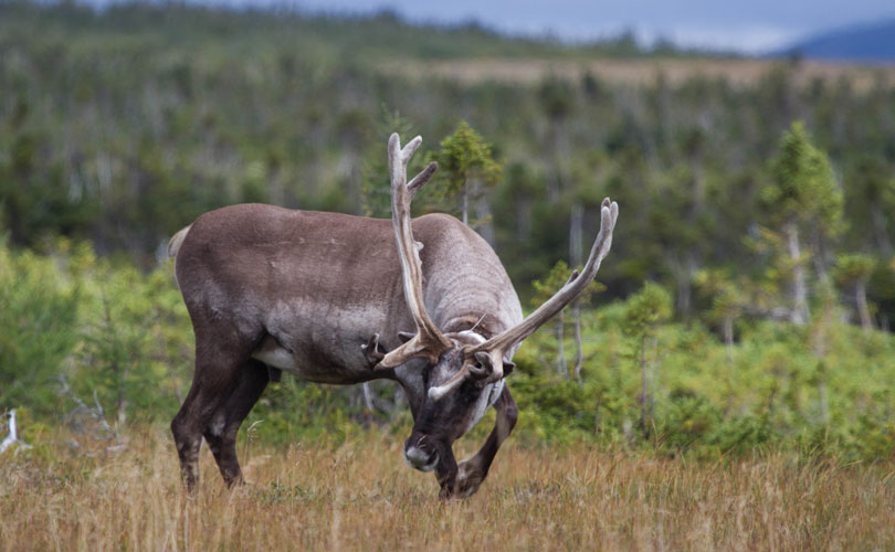Un décret d’Ottawa activerait Québec à protéger le caribou