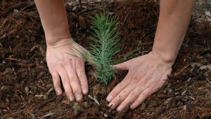 Québec annonce un projet de 52 M$ pour la plantation d'arbres