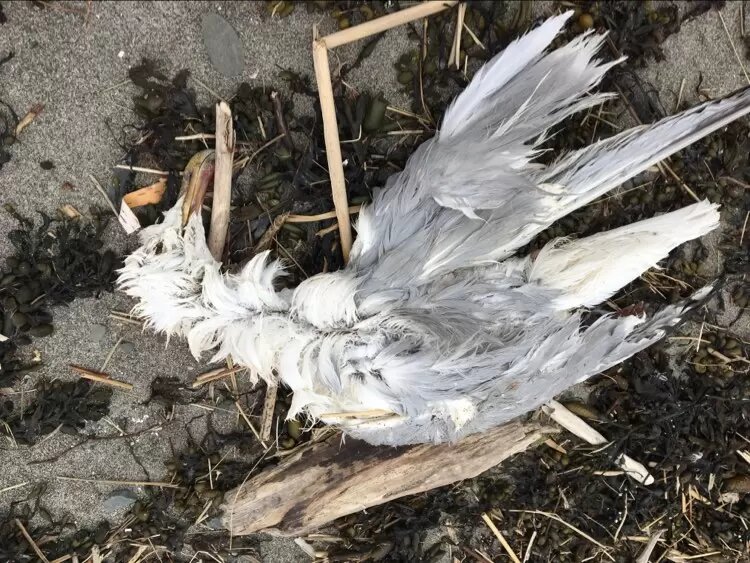 Comment se débarrasser d'une carcasse d'oiseau de la bonne façon ?