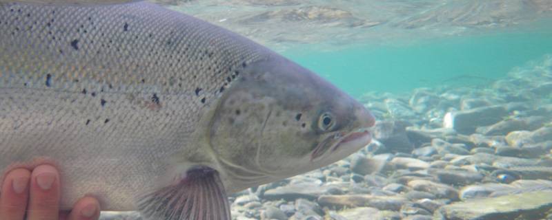 Pêche au saumon dans le Nord-du-Québec: une réglementation à respecter 