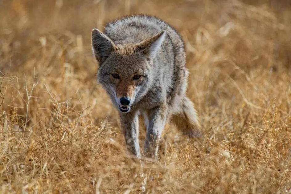 Québec va capturer des coyotes dans 9 localités pour les étudier