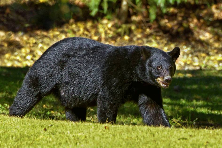 Collecte de dents d'ours noirs: un dernier appel lancé par Québec 