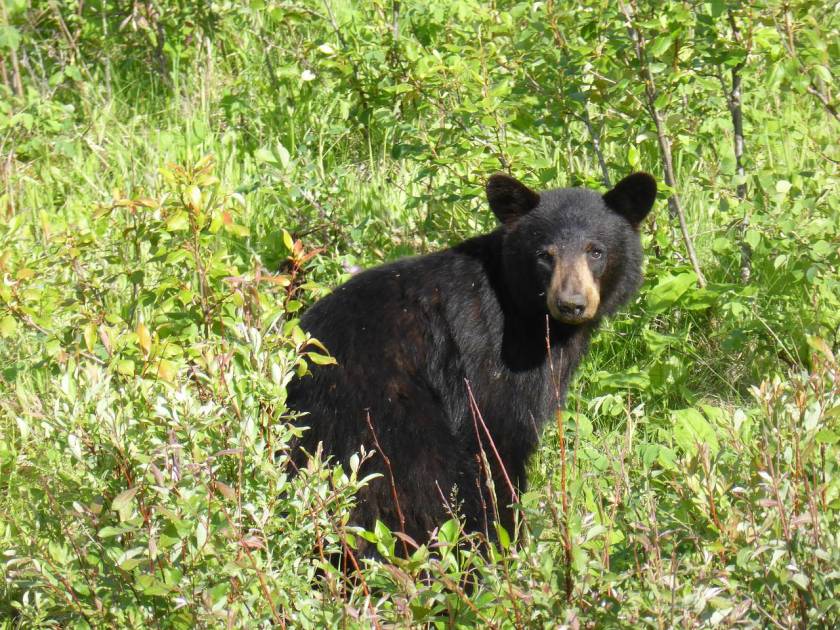 Ours noir blessé par balle: un appel à la population lancé 