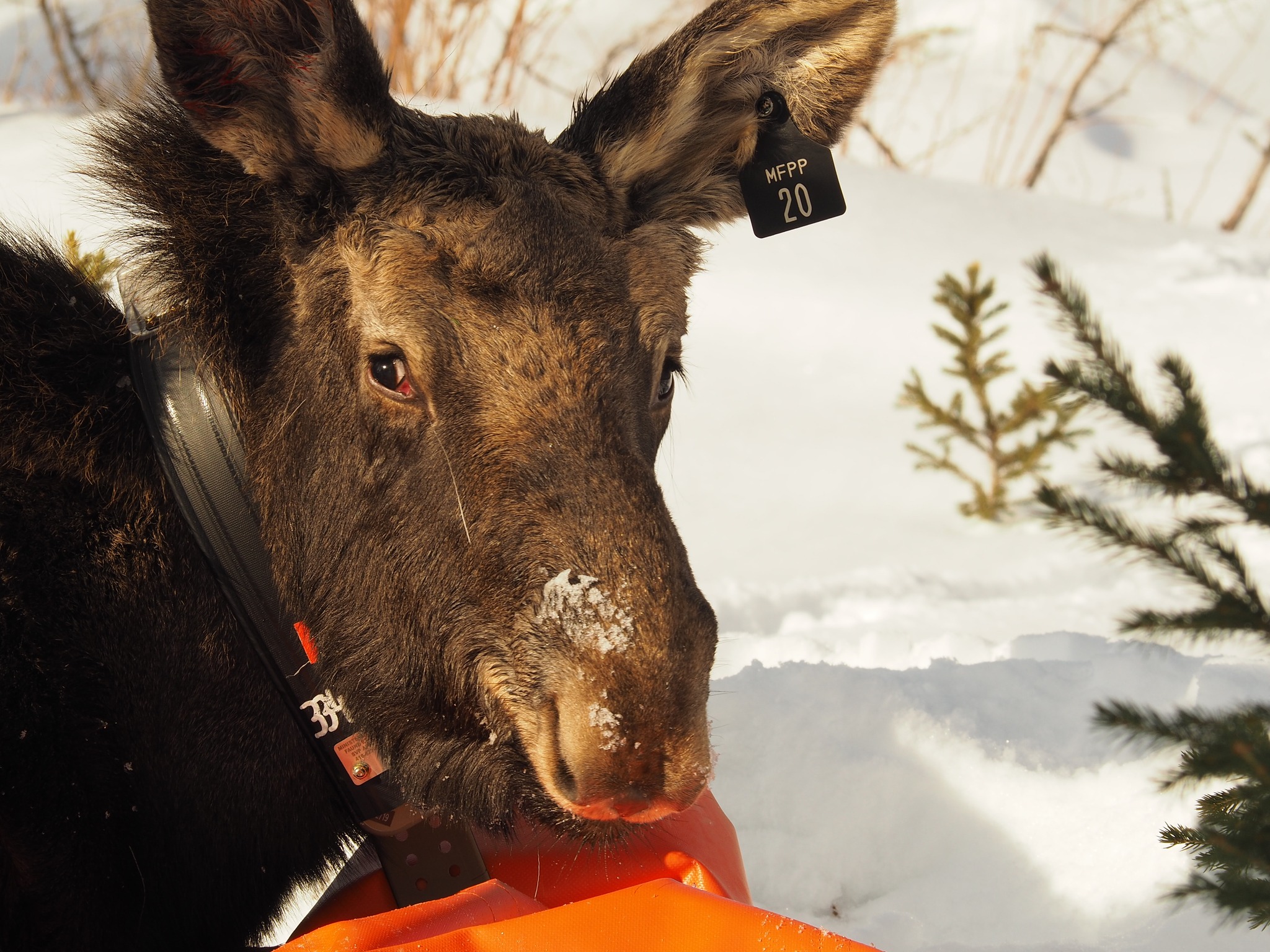 Étude sur la tique d'hiver: des messages importants dédiés aux chasseurs 