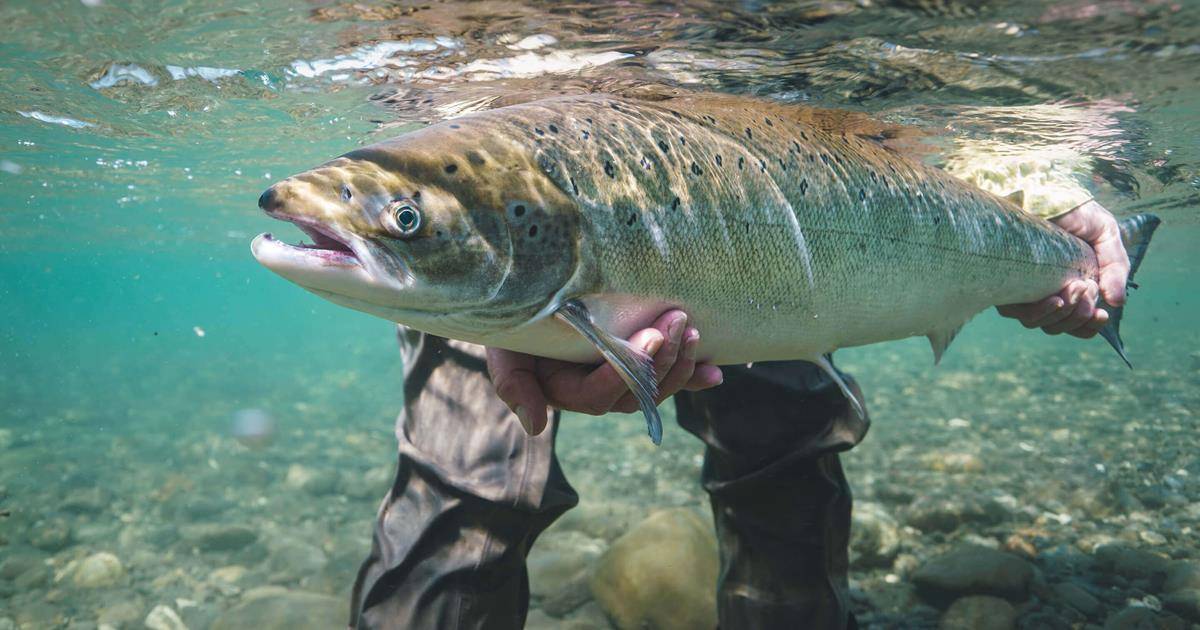 Rivière Madeleine: remise à l'eau obligatoire des grands saumons 