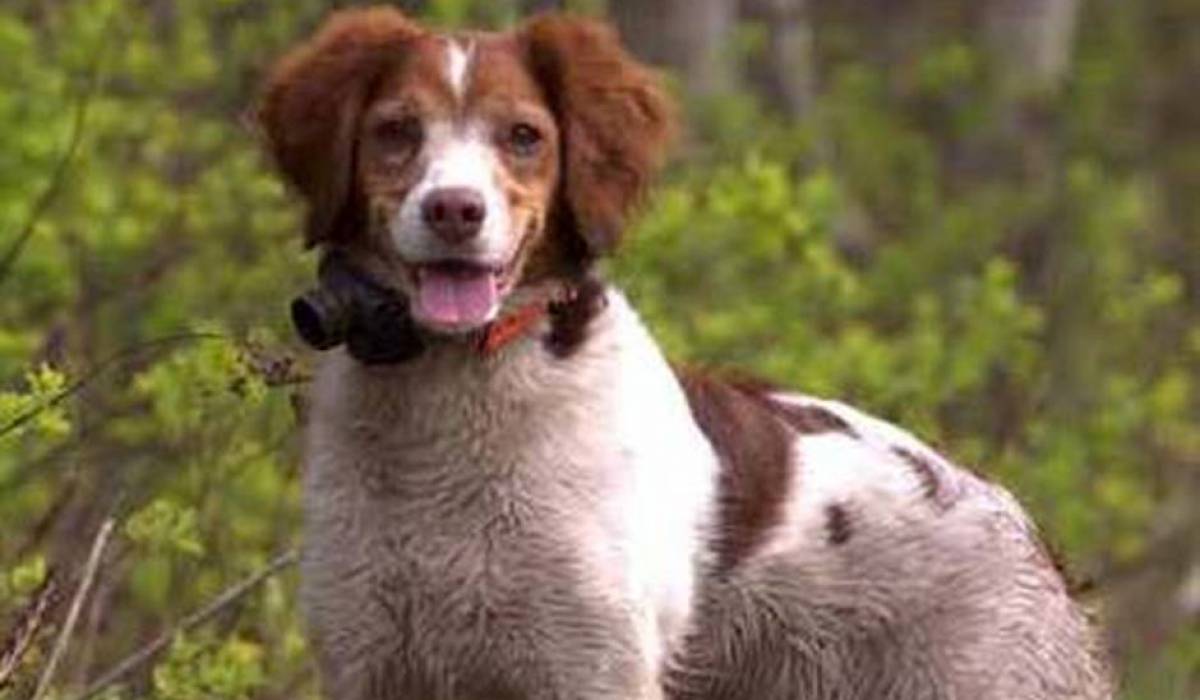 Projet-pilote pour la cohabitation entre chasseurs avec chiens et piégeurs