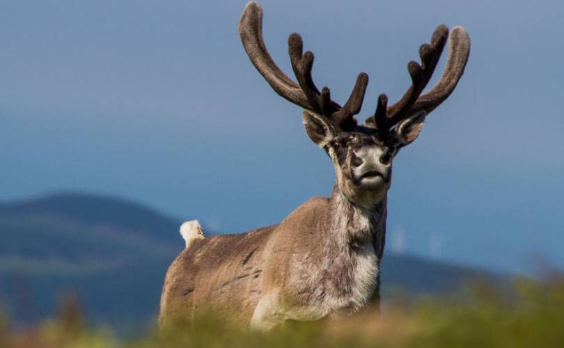 Fermeture de chemins : un bienfait pour le caribou de la Gaspésie