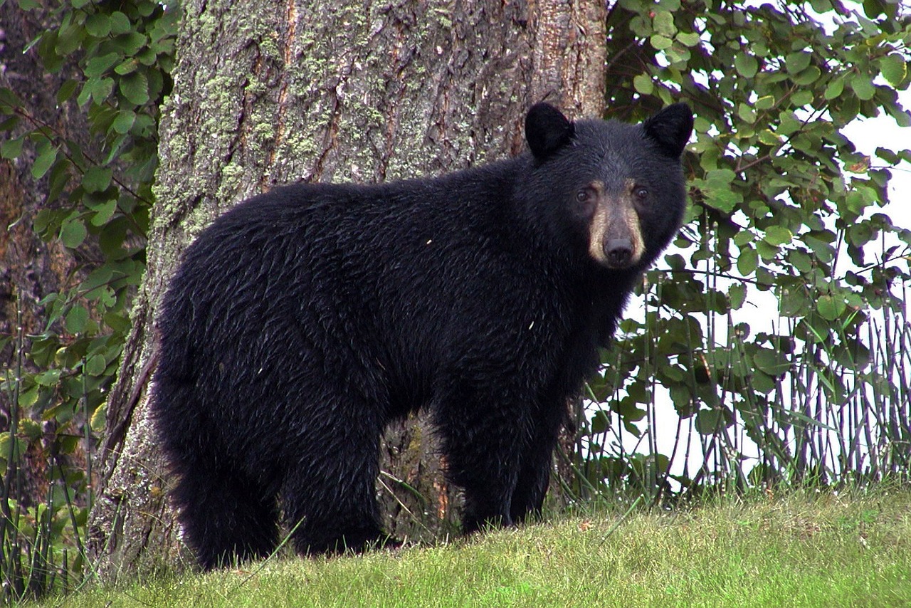 La population d’ours noir dépasse 70 000 au Québec