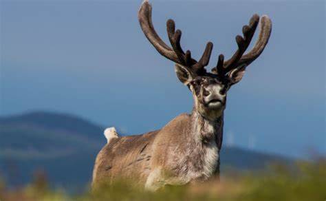 Protection du caribou montagnard : accès restreint à certains secteurs