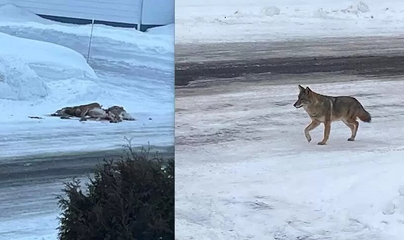 Un coyote dévore un cerf en zone urbaine