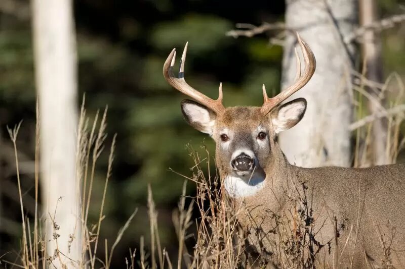 Québec permettrait la chasse à l’arbalète dans les parcs nationaux
