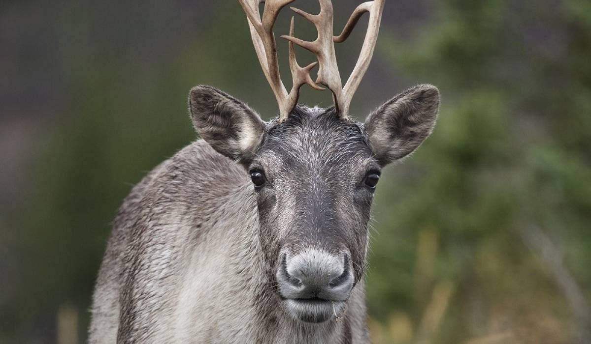 Caribous forestiers Detour : premier rapport d'inventaire 